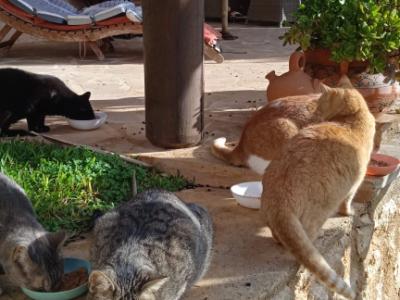 zuverlässige Katzenbetreuung für 7-10 Tage im Monat in der Cala Romantica gesucht