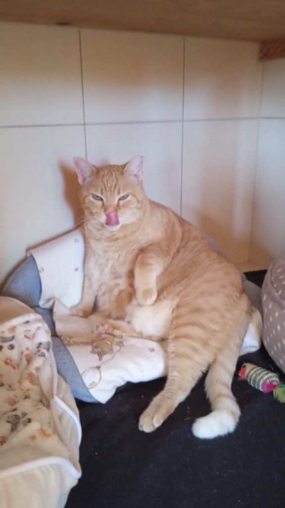 zuverlässige Katzenbetreuung für 7-10 Tage im Monat in der Cala Romantica gesucht