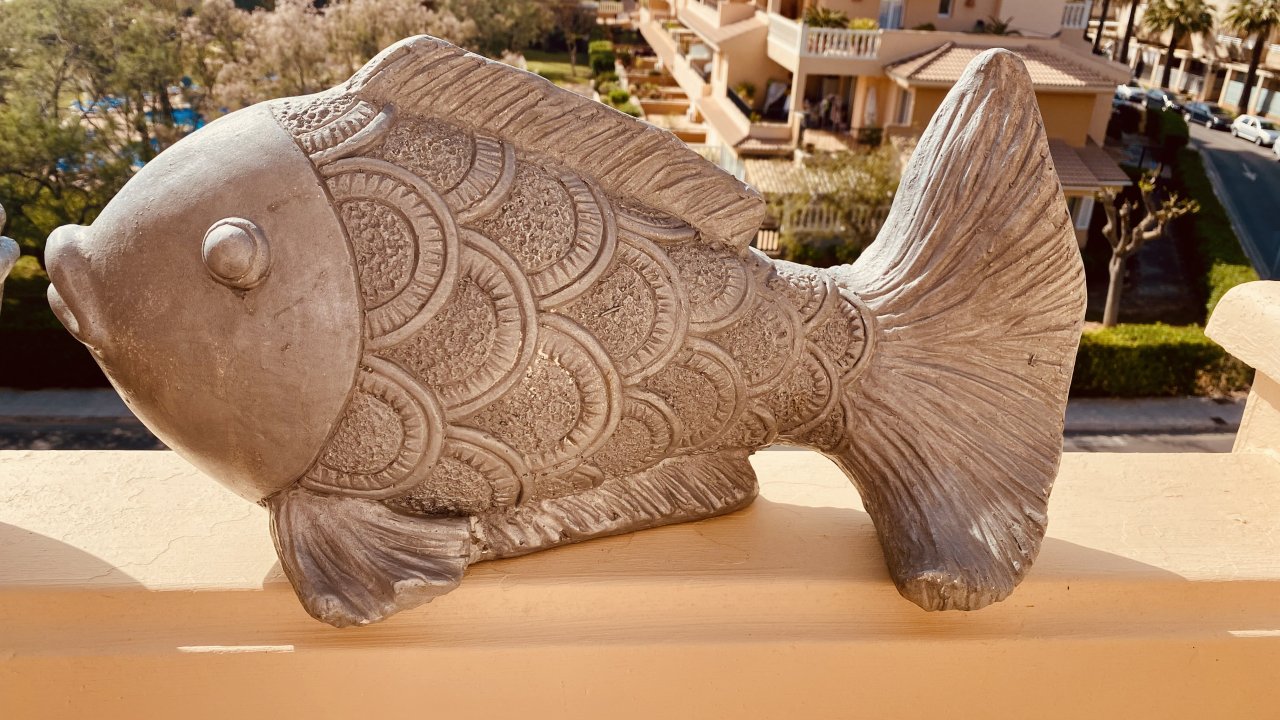 Zwei Fische suchen eine neue Umgebung