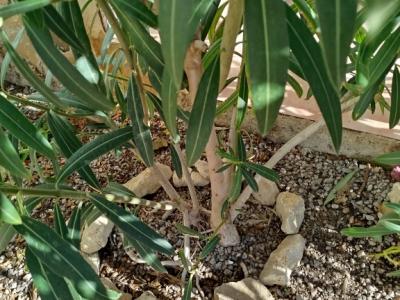Dos arbustos de adelfa con flores blancas