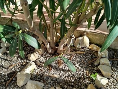 Dos arbustos de adelfa con flores blancas