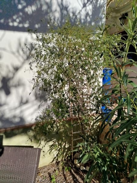 Dos arbustos de adelfa con flores blancas