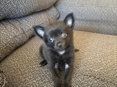 Zwergspitz Pomeranian Welpen Rüde und Hündin verfügbar