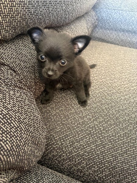 Zwergspitz Pomeranian Welpen Rüde und Hündin verfügbar
