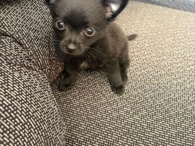 Zwergspitz Pomeranian Welpen Rüde und Hündin verfügbar